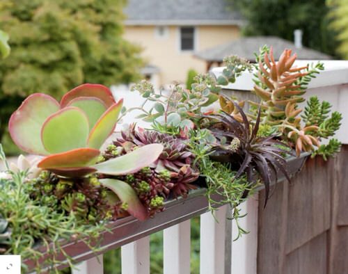 Outdoor Succulent Decoration Pictures 7