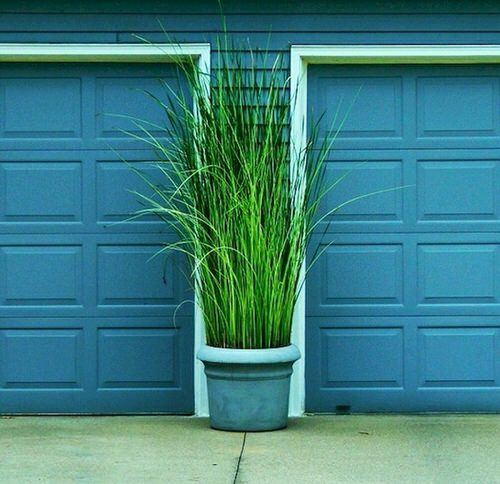 Best Entrance Plants Pictures 33