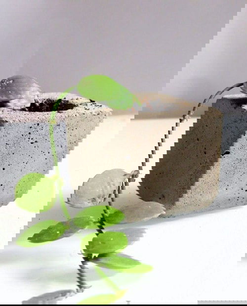 Indoor Plants you can Grow from Cuttings 8