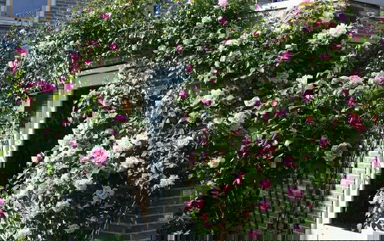 Best Thornless Roses 20