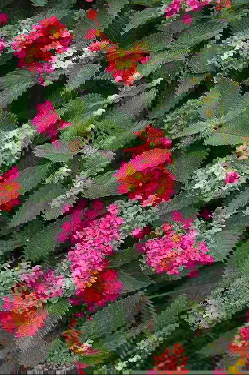 Types of Lantanas 10