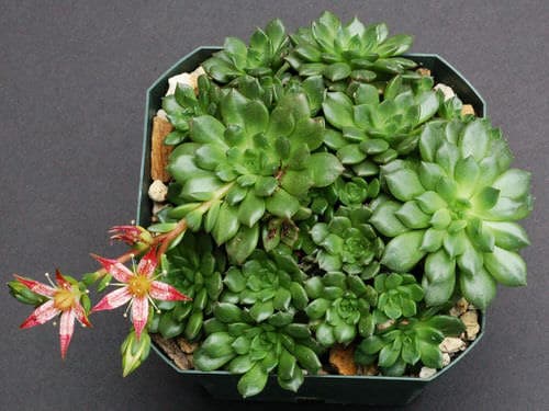 Succulents that Don't Need Water Before a Month 18