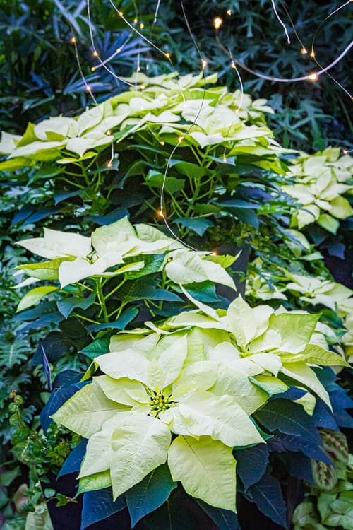 Types of Poinsettias 3