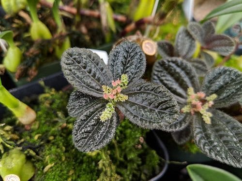 Pilea Types and Varieties 9