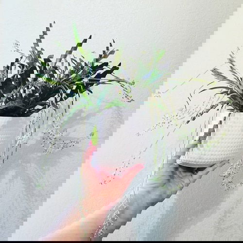 Houseplant Planting Guide 7