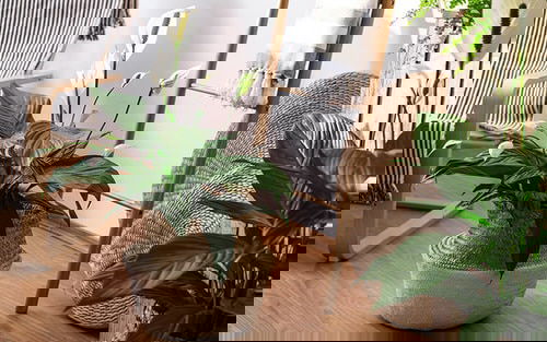 Best Foliage Plants for Containers 13