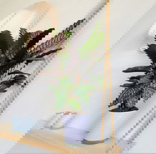 Best Foliage Plants for Containers 6