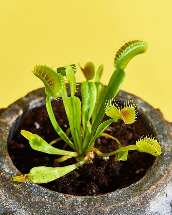 Carnivorous Houseplants