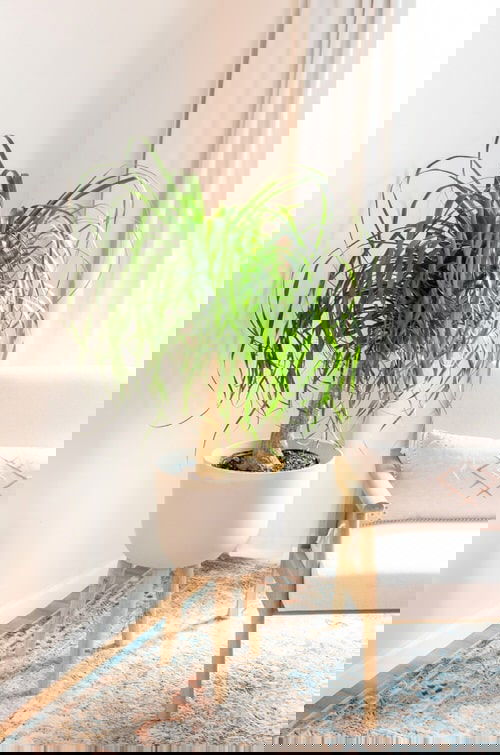 Pictures of Feng Shui Plants for Home 3