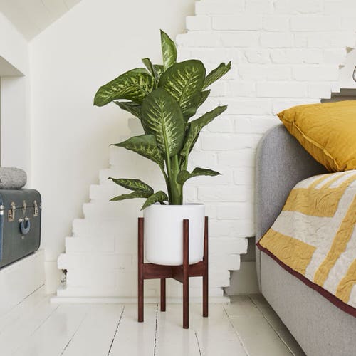 Pin Worthy Houseplant Pictures 37