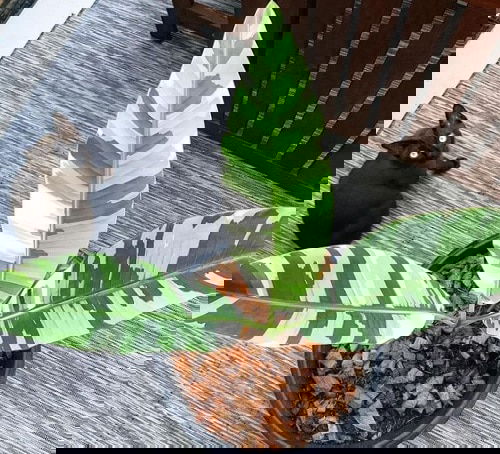 Indoor Plants with White Striped Leaves 8