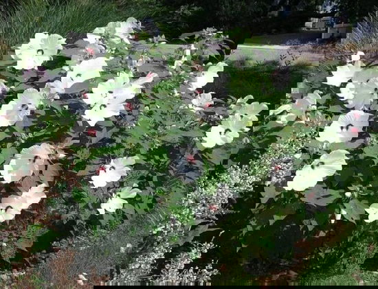 Types of Hibiscus 14