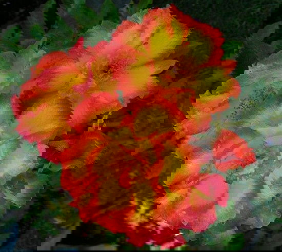 Best Thornless Roses