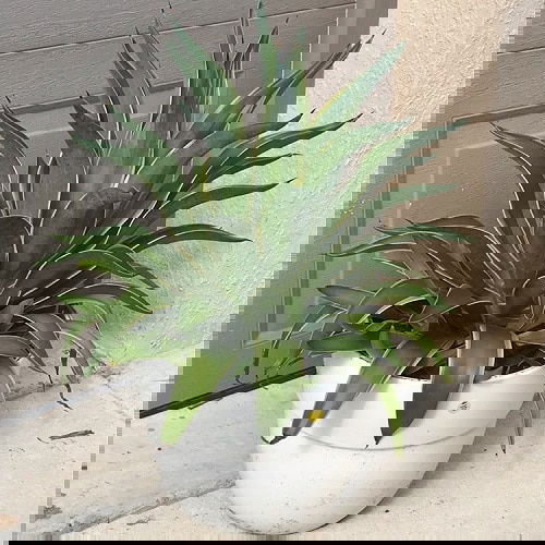 Most Beautiful Indoor Agave Varieties 8