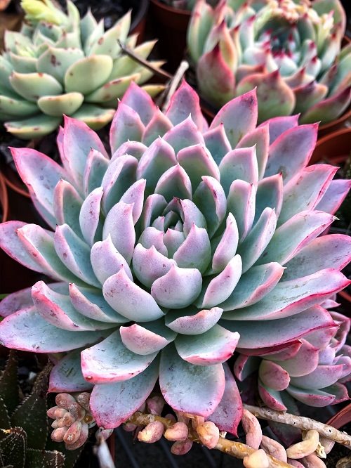 Best Echeveria Types 10