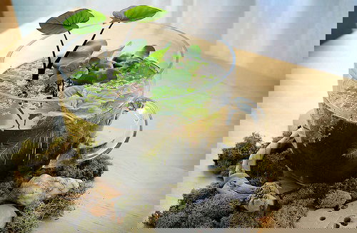 DIY Desktop Water Garden Ideas 2