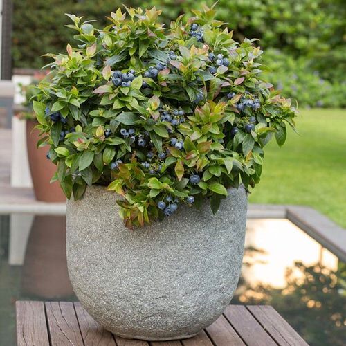 Fruit Plants That Bear Fruit Fast 5