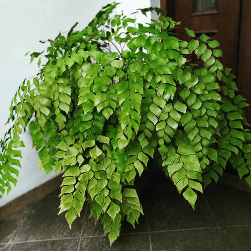 Most Exotic Ferns 18