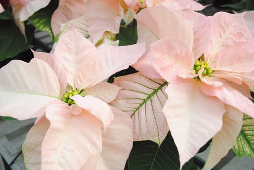 Types of Poinsettias 14