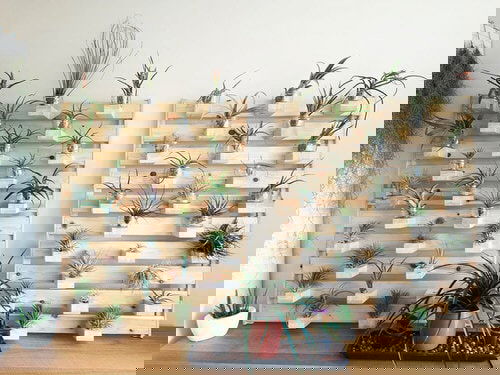 "Mini Vertical Garden Ideas with Air Plants 10