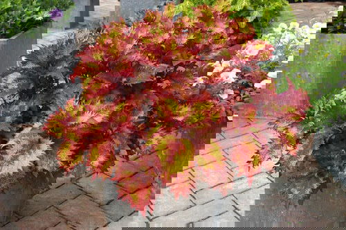 Indoor Coleus Pictures 4