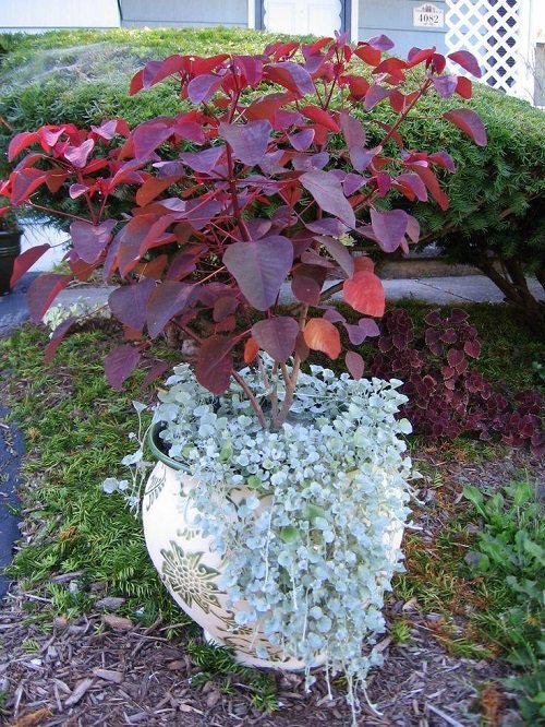 Most Popular Types of Euphorbia Varieties 19