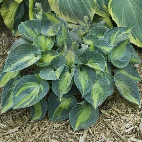 Types of Hostas 45