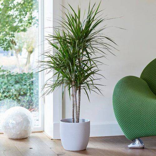 Really Beautiful Drought Tolerant Houseplants 6