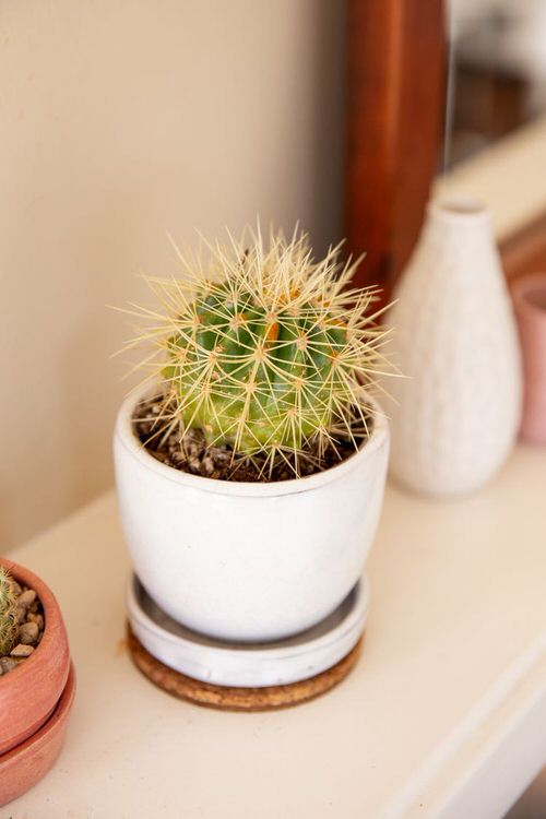 Different Types of Cactus Plants 2