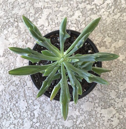 Best Senecio Varieties 3