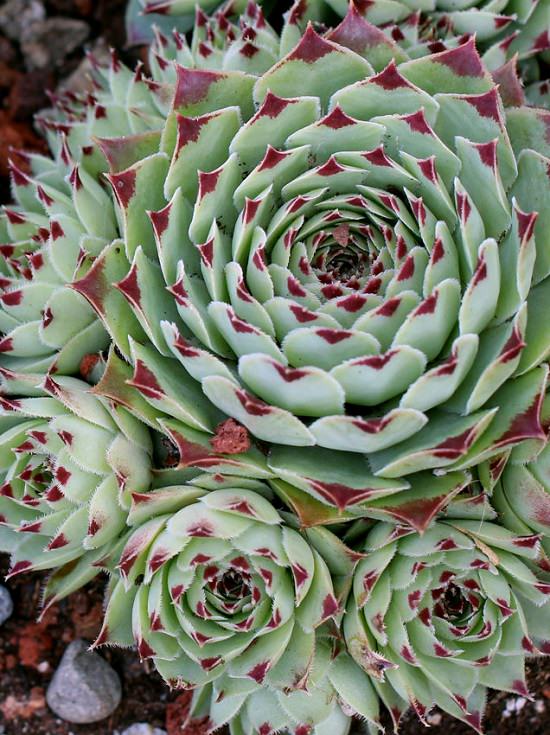 Colorful Succulents 13