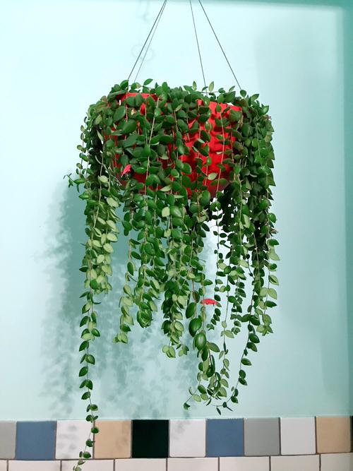 Pictures of Cascading Plants in Home 15