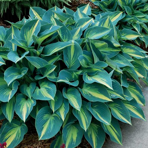 Types of Hostas 18