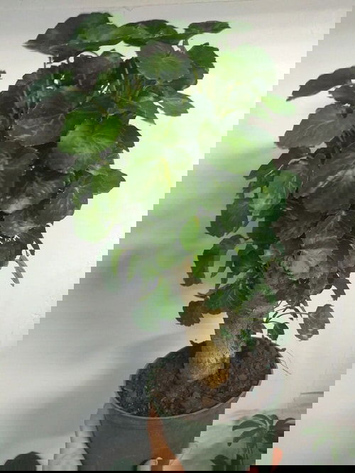 Pictures of Aralia Houseplants 50