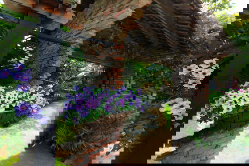 Best Entrance Plants Pictures 3