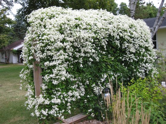 Types of Clematis 29