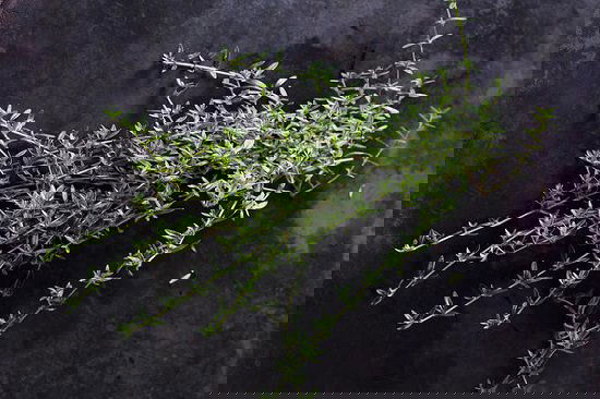 List of Cooking Herbs for a tasty meal