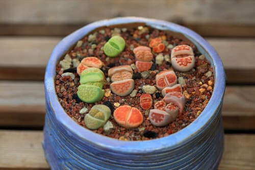 Succulents that Don't Need Water Before a Month