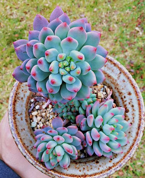 Best Blue Succulents 5