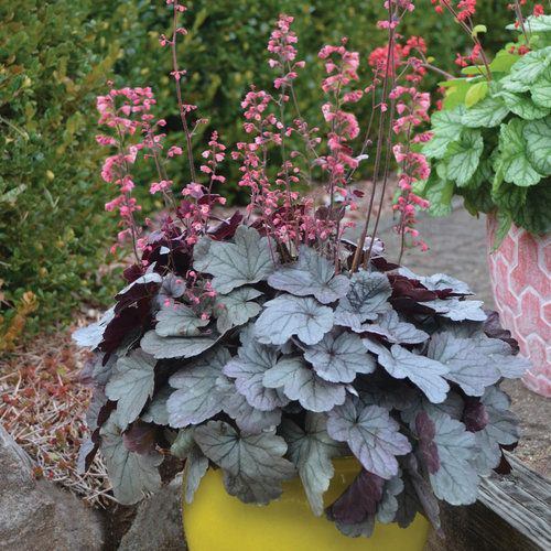 Ornamental Plants for Shade 9