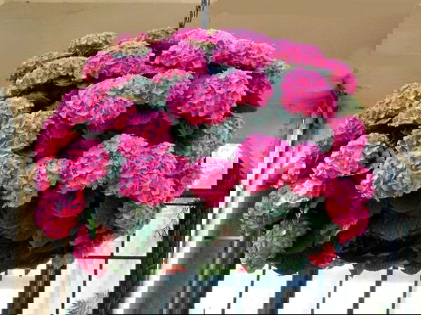 landscaping with hydrangea (9)_mini