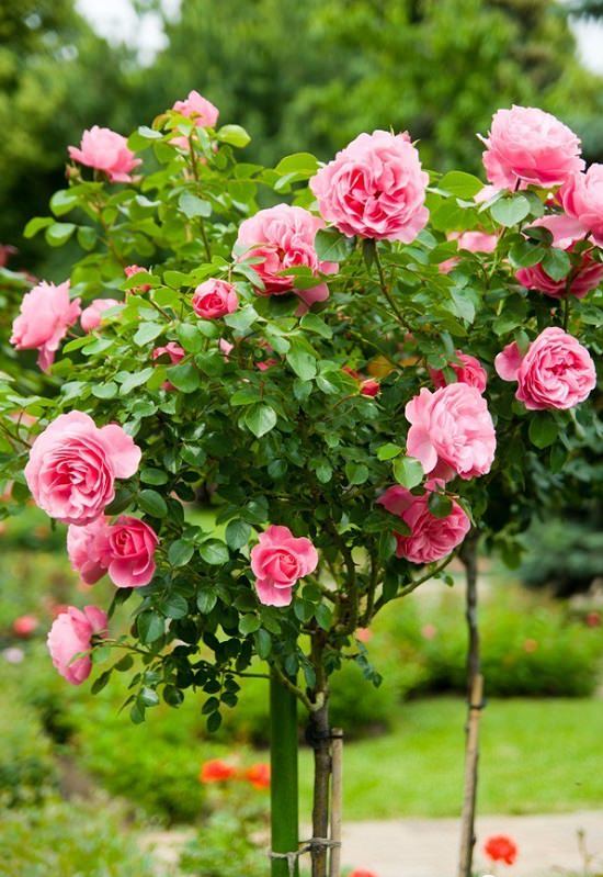 Best Thornless Roses 10