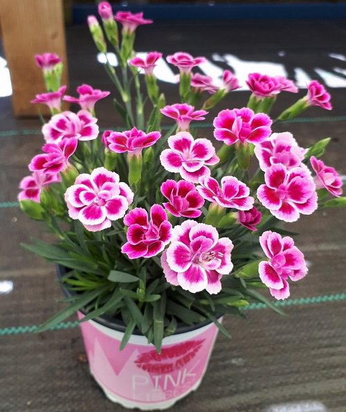 Flowers that Look Like Roses 5