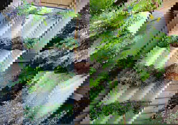 shoe organizer planter