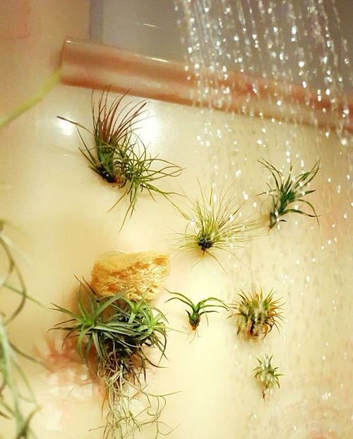 Mini Vertical Garden Ideas with Air Plants 3