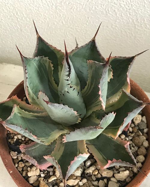 Most Beautiful Indoor Agave Varieties 10