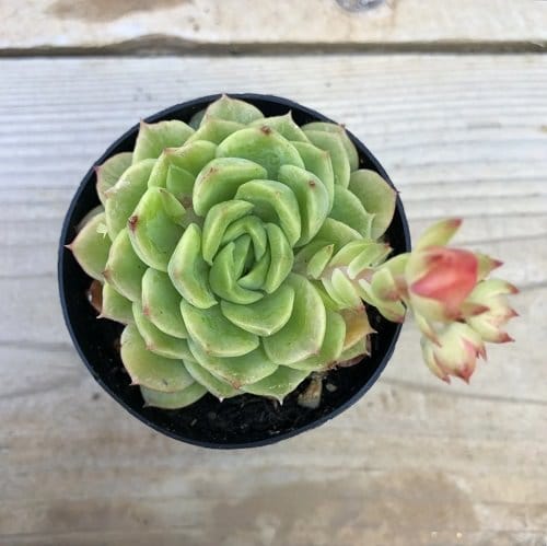 Best Echeveria Types 12