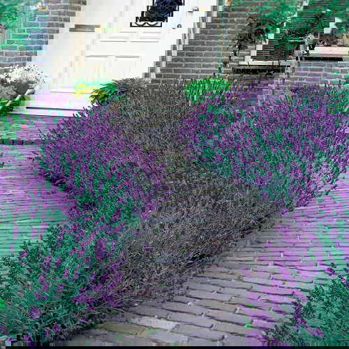 Landscaping with Lavender 25