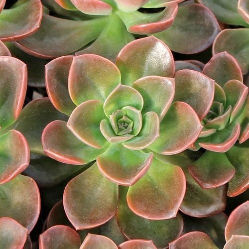 Best Echeveria Types 13