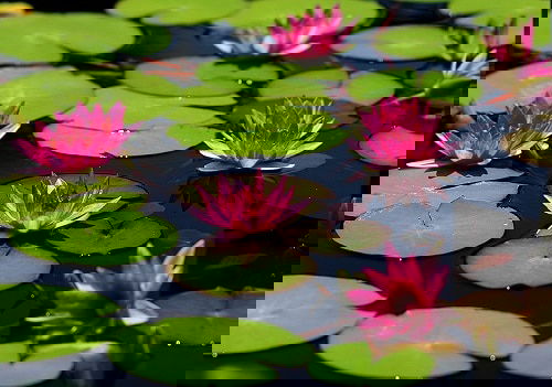 Miniature Water Lily Varieties 6